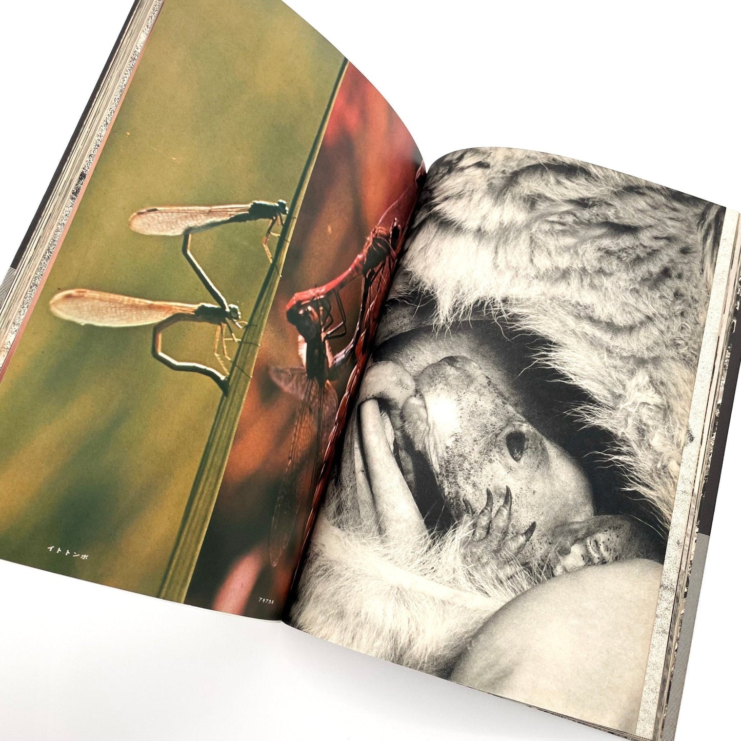 岩合徳光　交尾 - ノーベル書房 - 文福