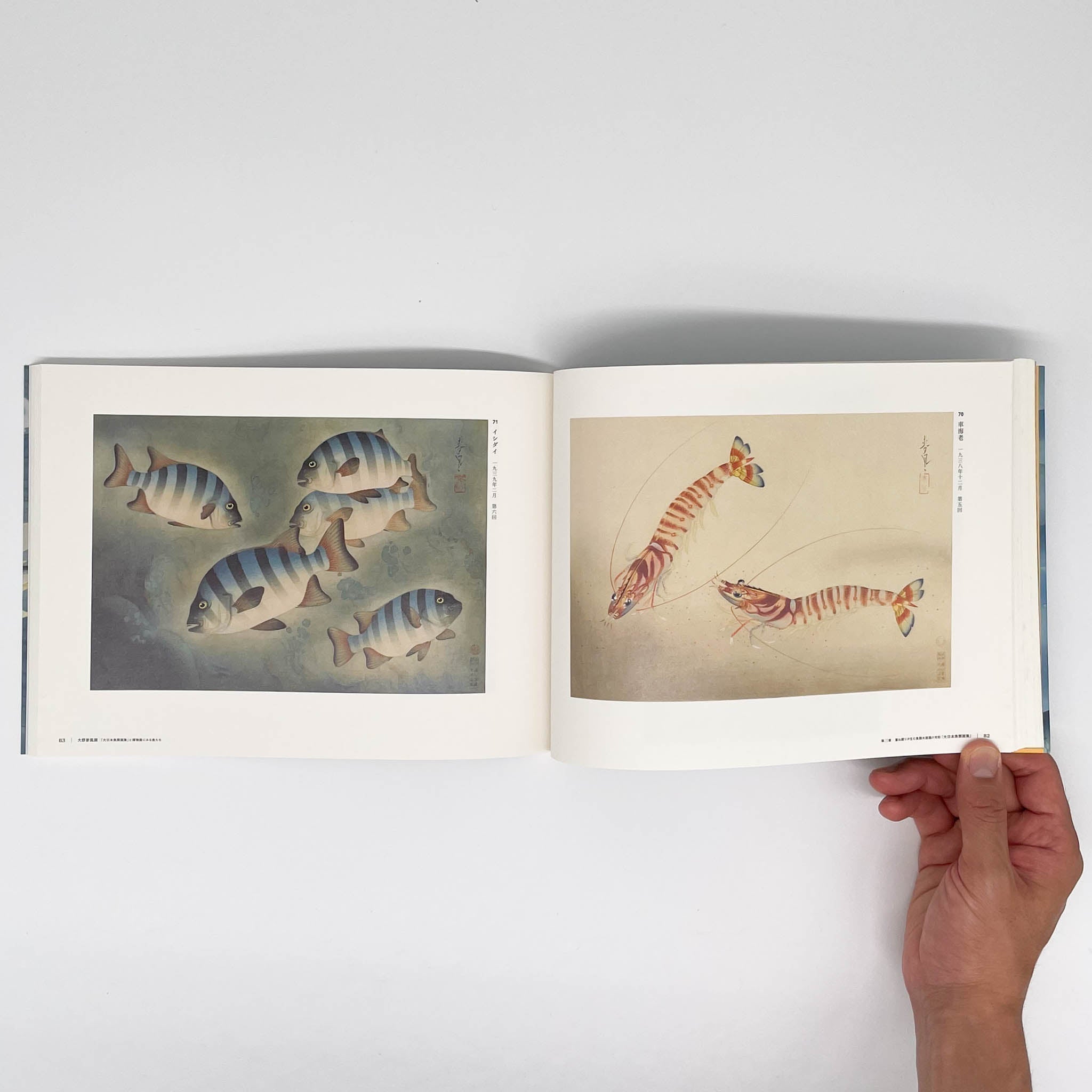 大野麥風展 「大日本魚類画集」と博物画にみる魚たち （展覧会図録