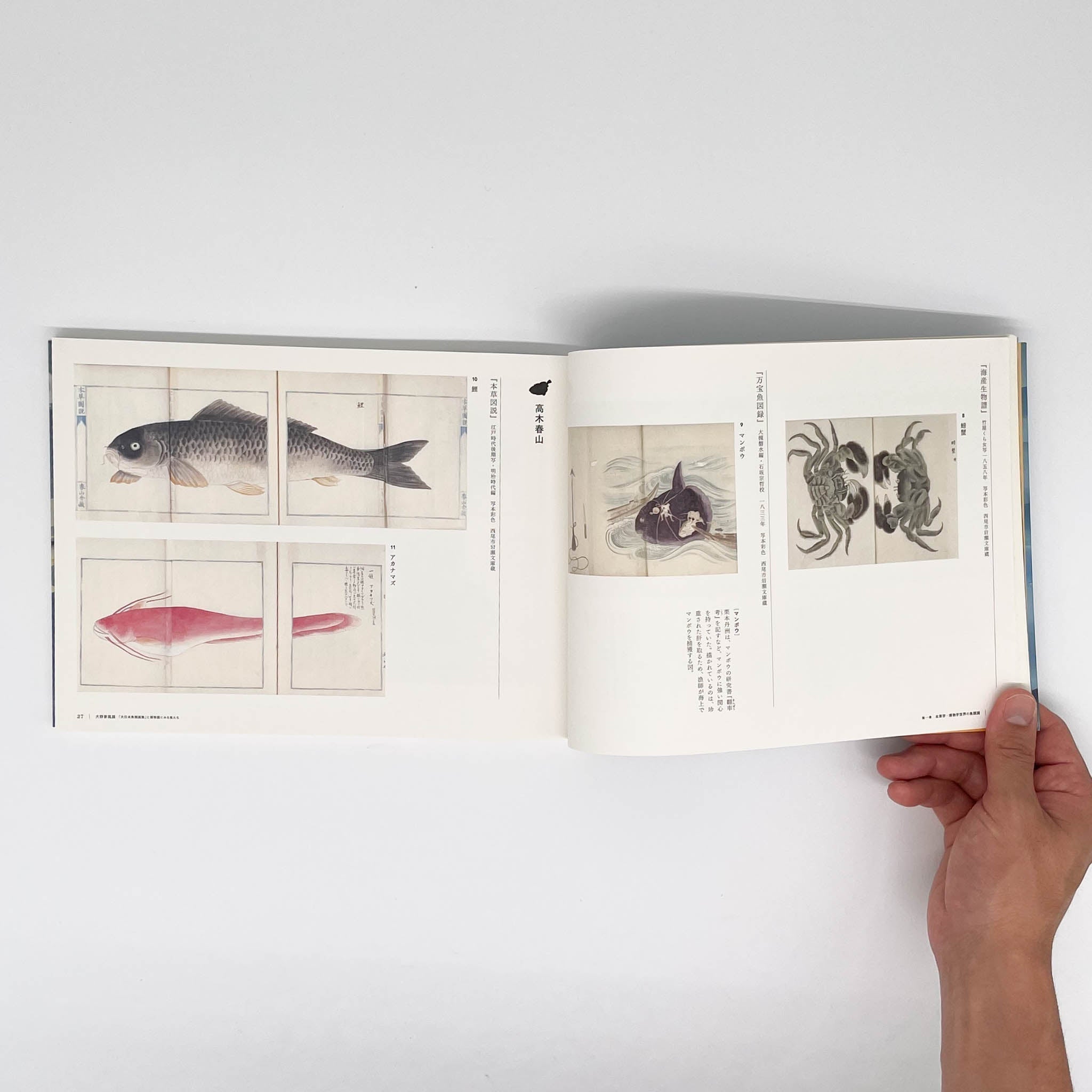 大野麥風展 「大日本魚類画集」と博物画にみる魚たち （展覧会図録