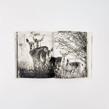 ピーター・ビアード　楽園からの最後の言葉 - 集英社 - 文福