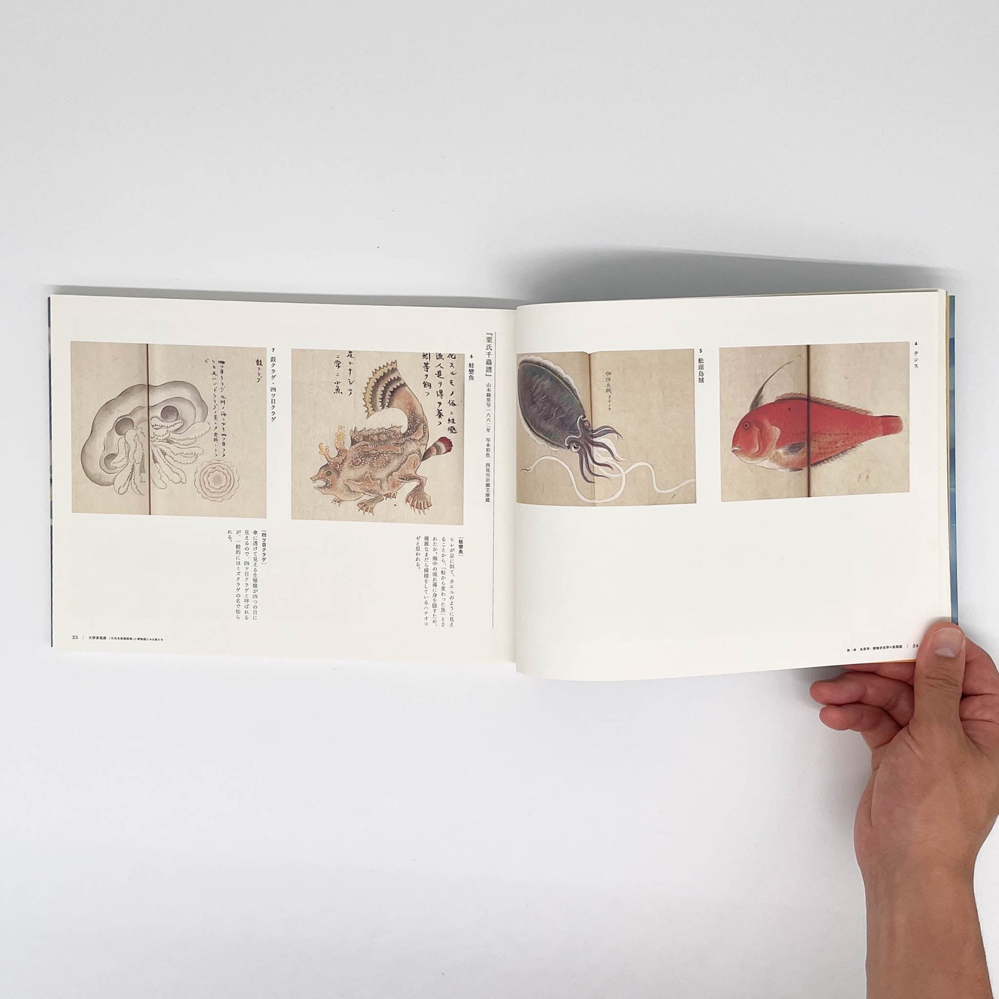 大野麥風展　「大日本魚類画集」と博物画にみる魚たち - 東京ステーションギャラリー - 文福