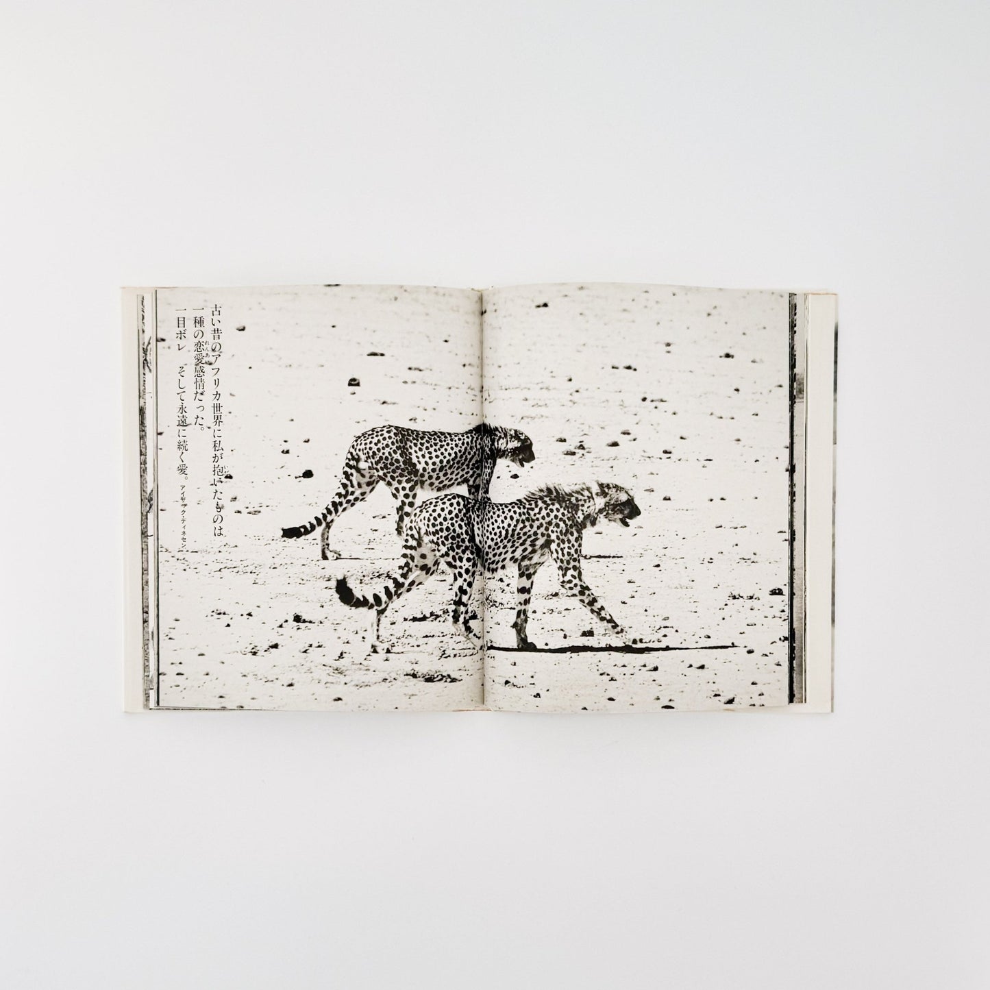 ピーター・ビアード　楽園からの最後の言葉 - 集英社 - 文福