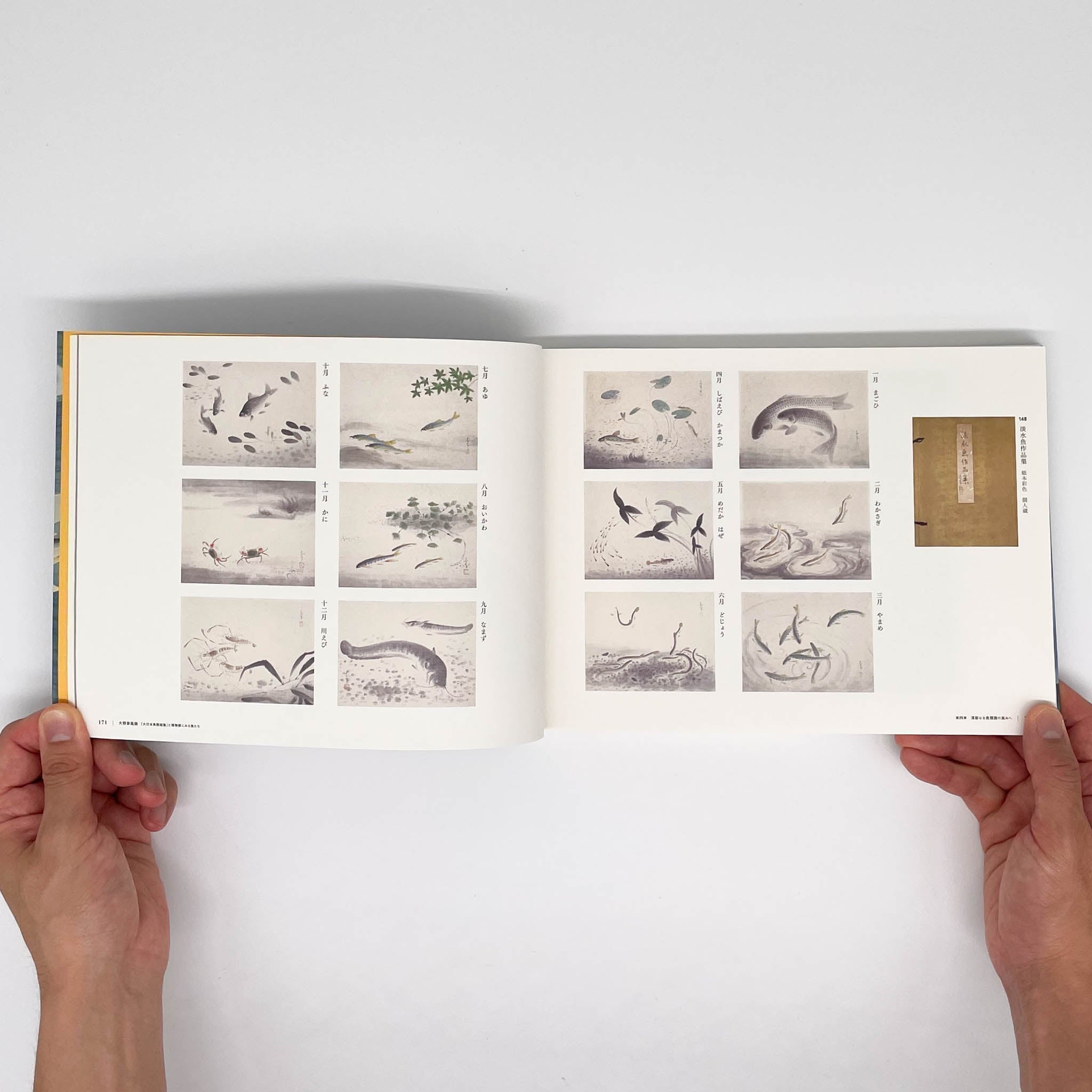 大野麥風展 「大日本魚類画集」と博物画にみる魚たち （展覧会図録