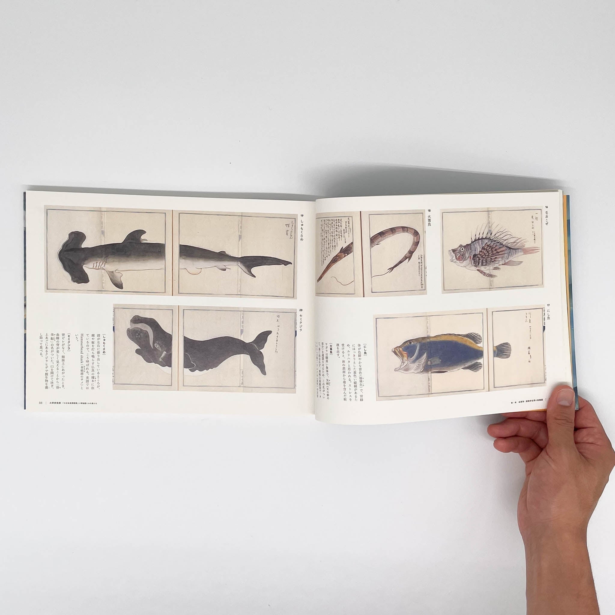 大野麥風展 「大日本魚類画集」と博物画にみる魚たち 図録 大野麥風展 「大日本魚類画集」と博物画にみる魚たち （展覧会図録