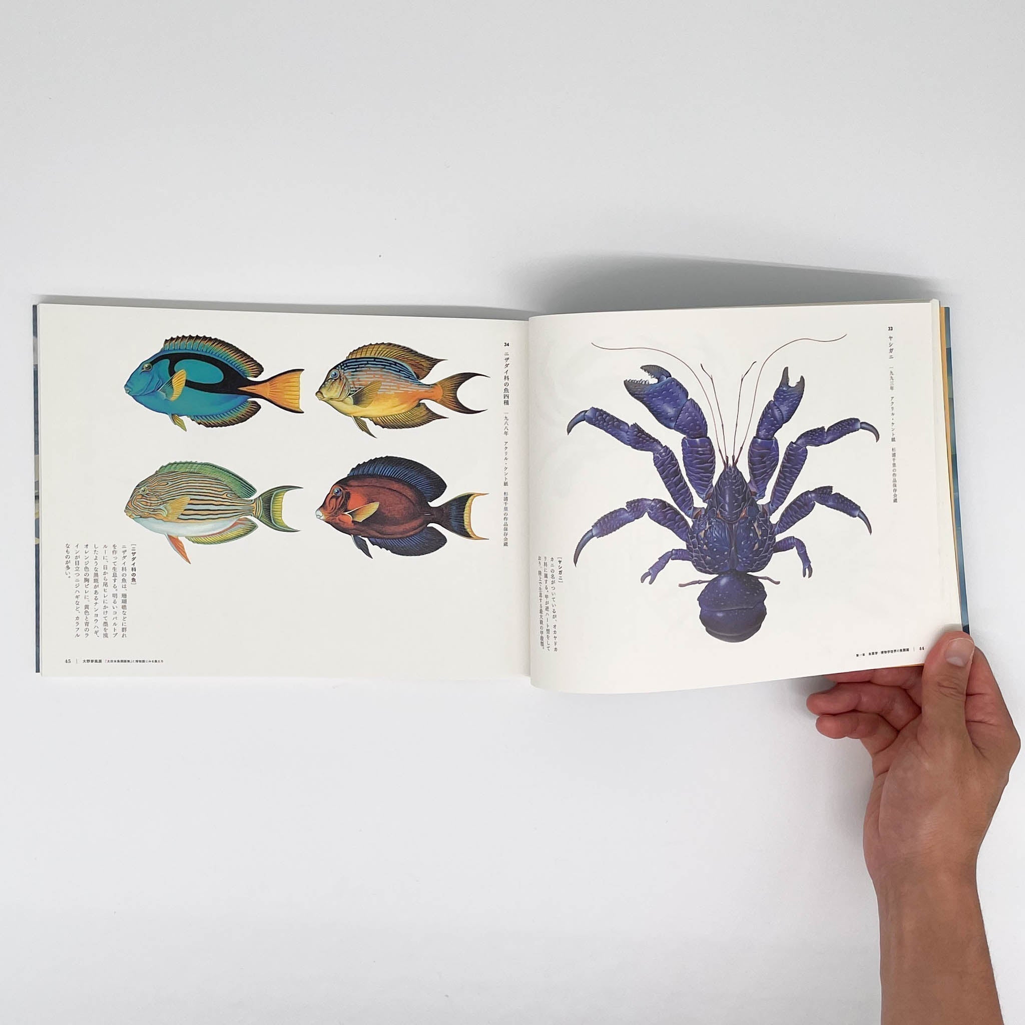 大野麥風展 「大日本魚類画集」と博物画にみる魚たち （展覧会図録