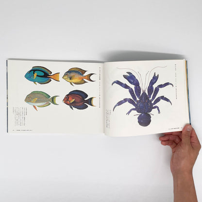 大野麥風展　「大日本魚類画集」と博物画にみる魚たち - 東京ステーションギャラリー - 文福