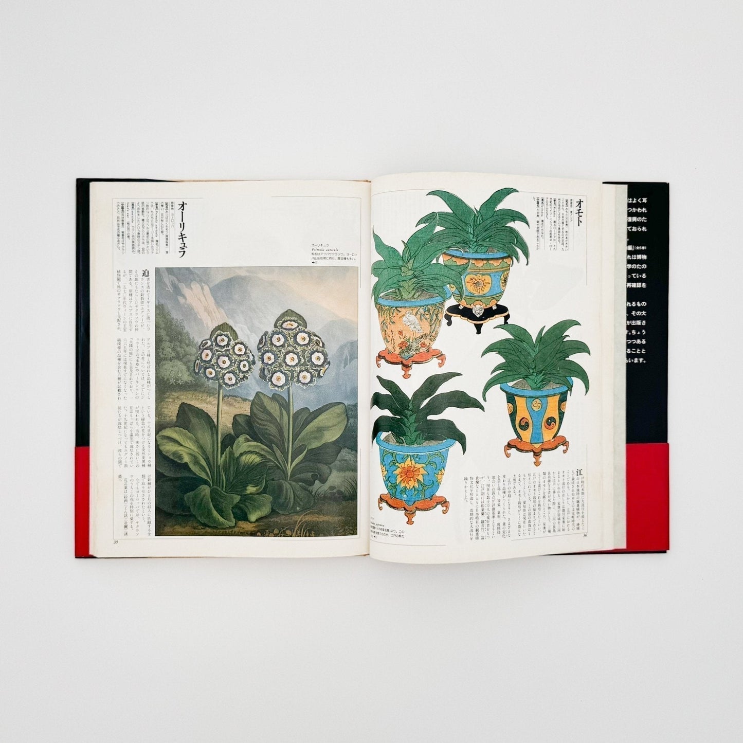 荒俣宏　花の王国１　園芸植物 - 平凡社 - 文福