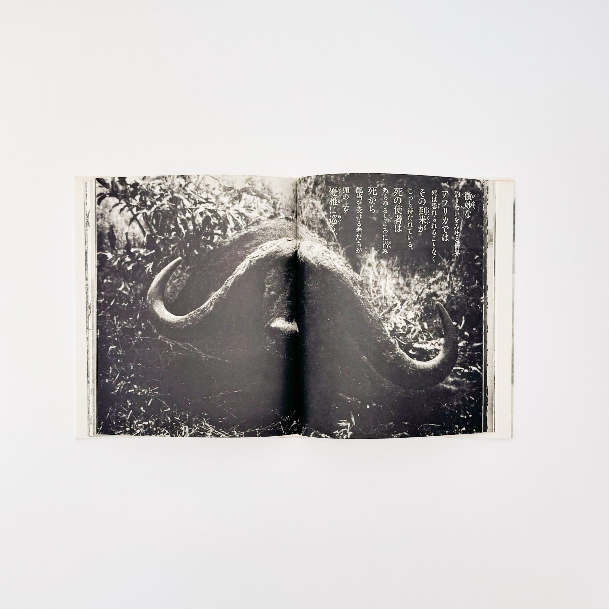 ピーター・ビアード　楽園からの最後の言葉 - 集英社 - 文福