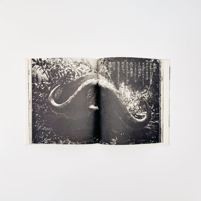 ピーター・ビアード　楽園からの最後の言葉 - 集英社 - 文福