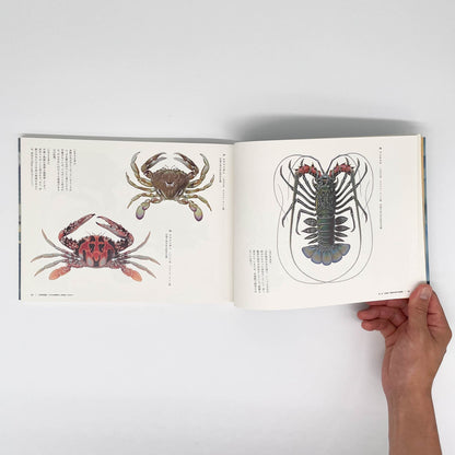 大野麥風展　「大日本魚類画集」と博物画にみる魚たち - 東京ステーションギャラリー - 文福