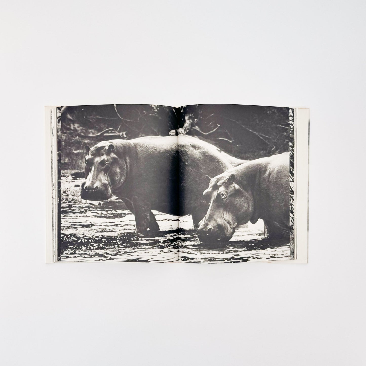 ピーター・ビアード　楽園からの最後の言葉 - 集英社 - 文福