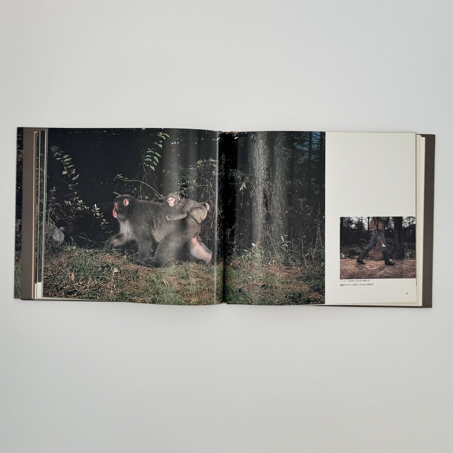 宮崎学　けもの道の四季 - 平凡社 - 文福