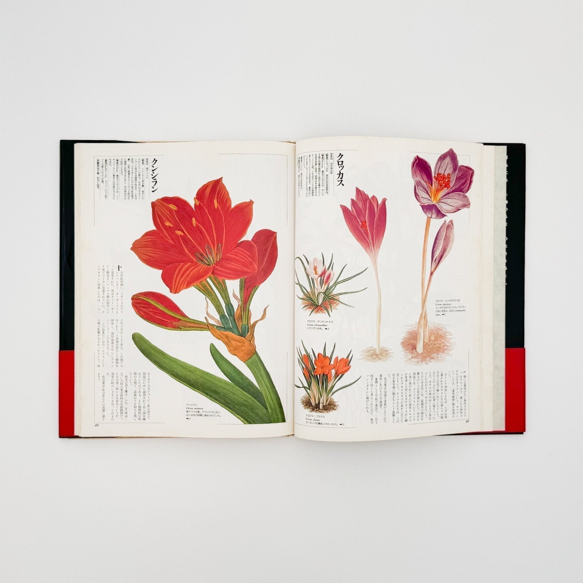 荒俣宏　花の王国１　園芸植物 - 平凡社 - 文福