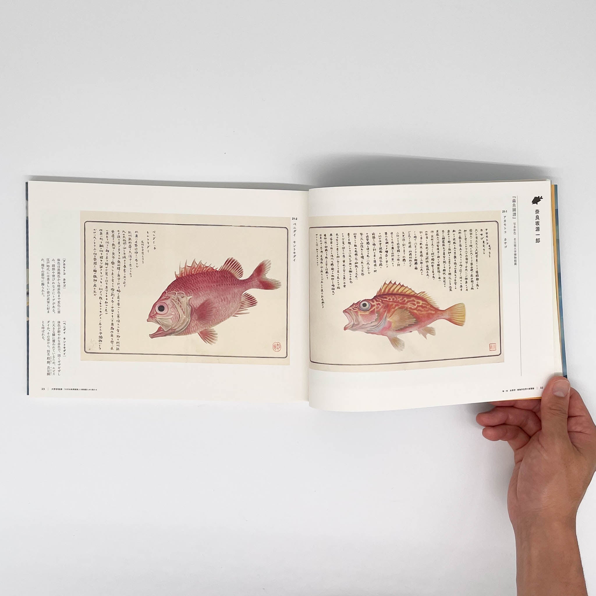 大野麥風展 「大日本魚類画集」と博物画にみる魚たち （展覧会図録
