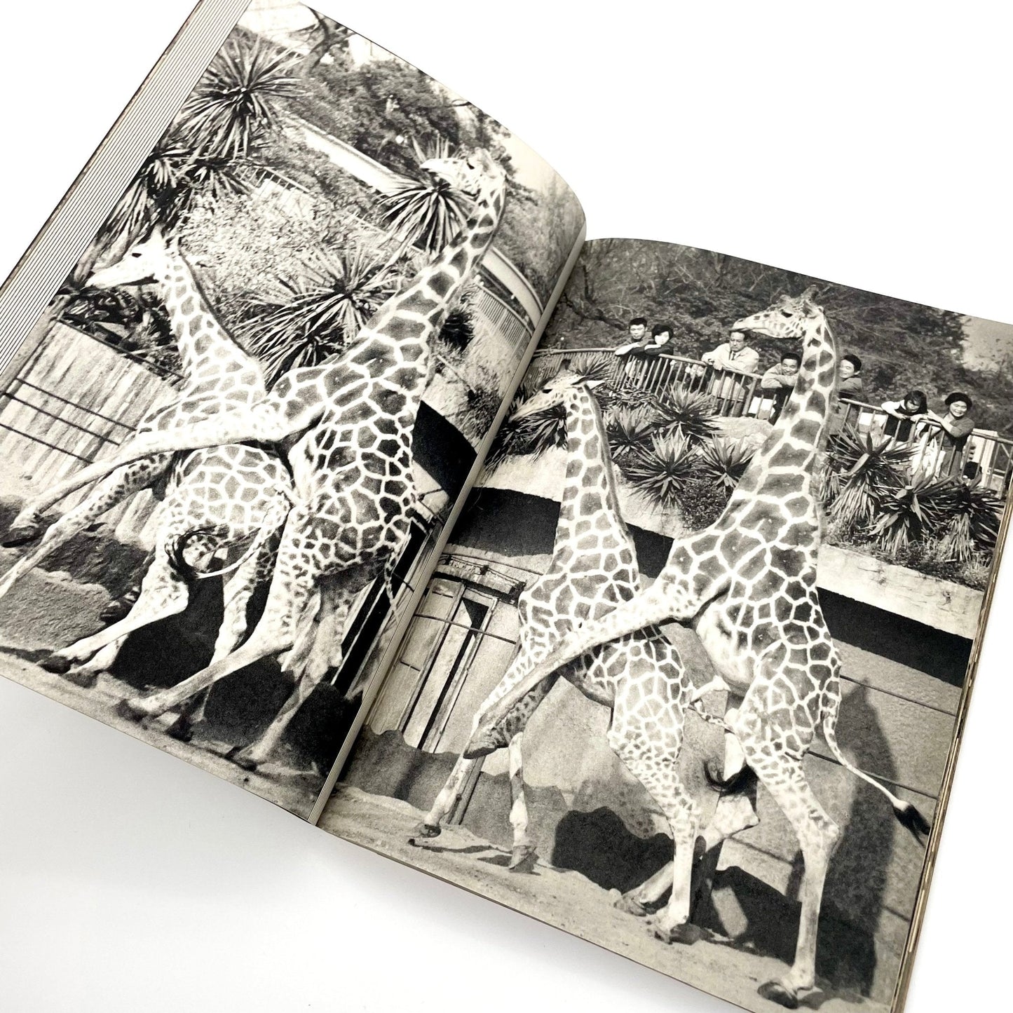 岩合徳光　交尾 - ノーベル書房 - 文福