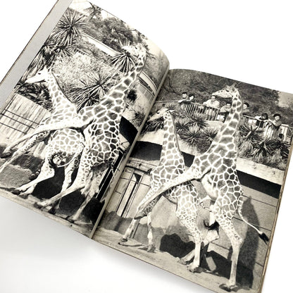 岩合徳光　交尾 - ノーベル書房 - 文福