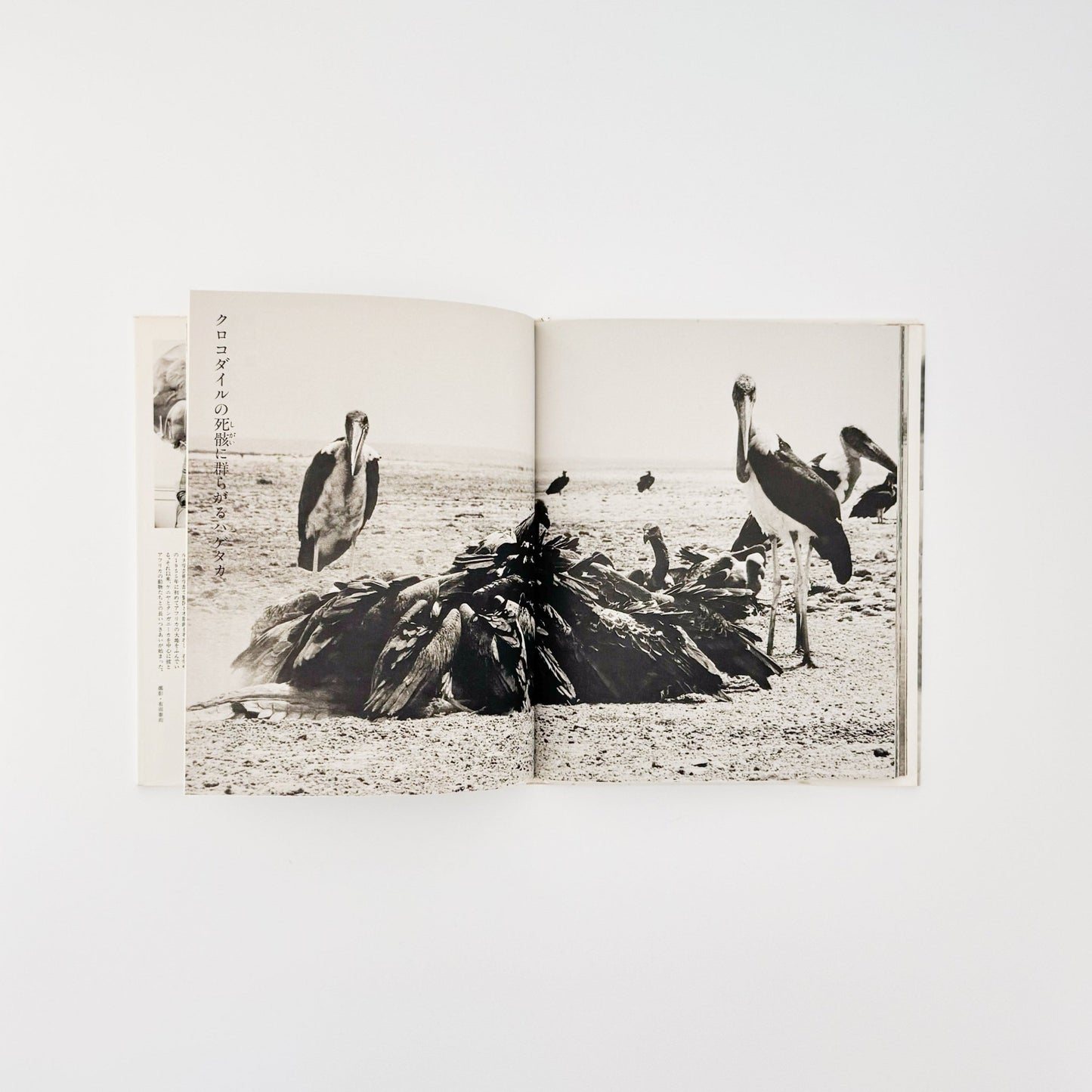 ピーター・ビアード　楽園からの最後の言葉 - 集英社 - 文福