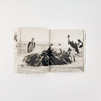 ピーター・ビアード　楽園からの最後の言葉 - 集英社 - 文福