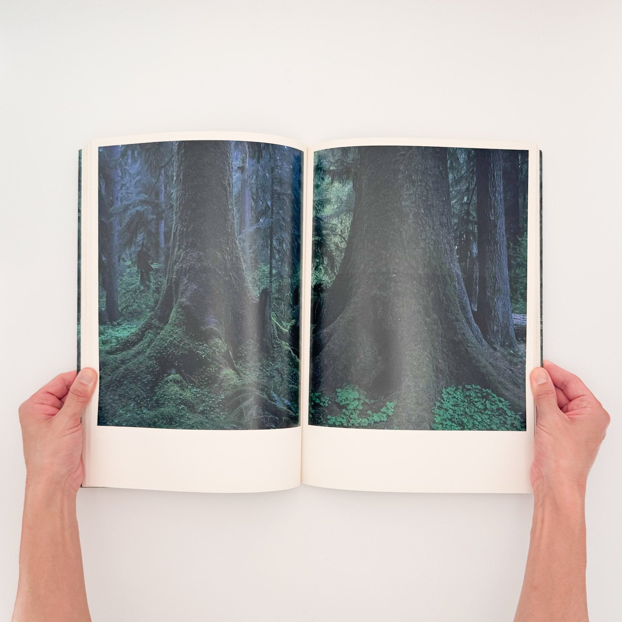 クウィノルト　Quinault 上田義彦写真集 上田義彦写真集 クウィノルト Quinault (元版初版）/ 京都書院 – 文福