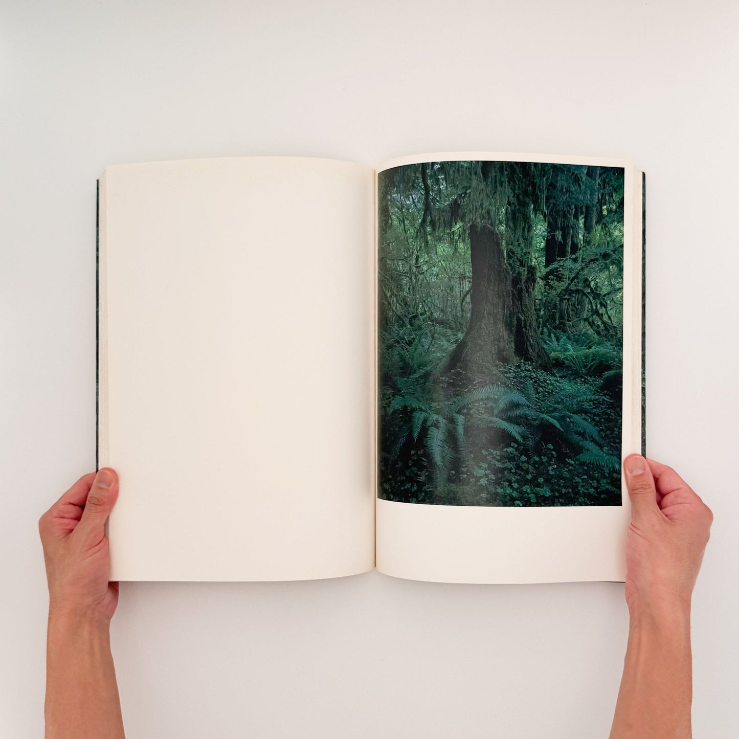 上田義彦　クウィノルト　Quinault - 京都書院 - 文福