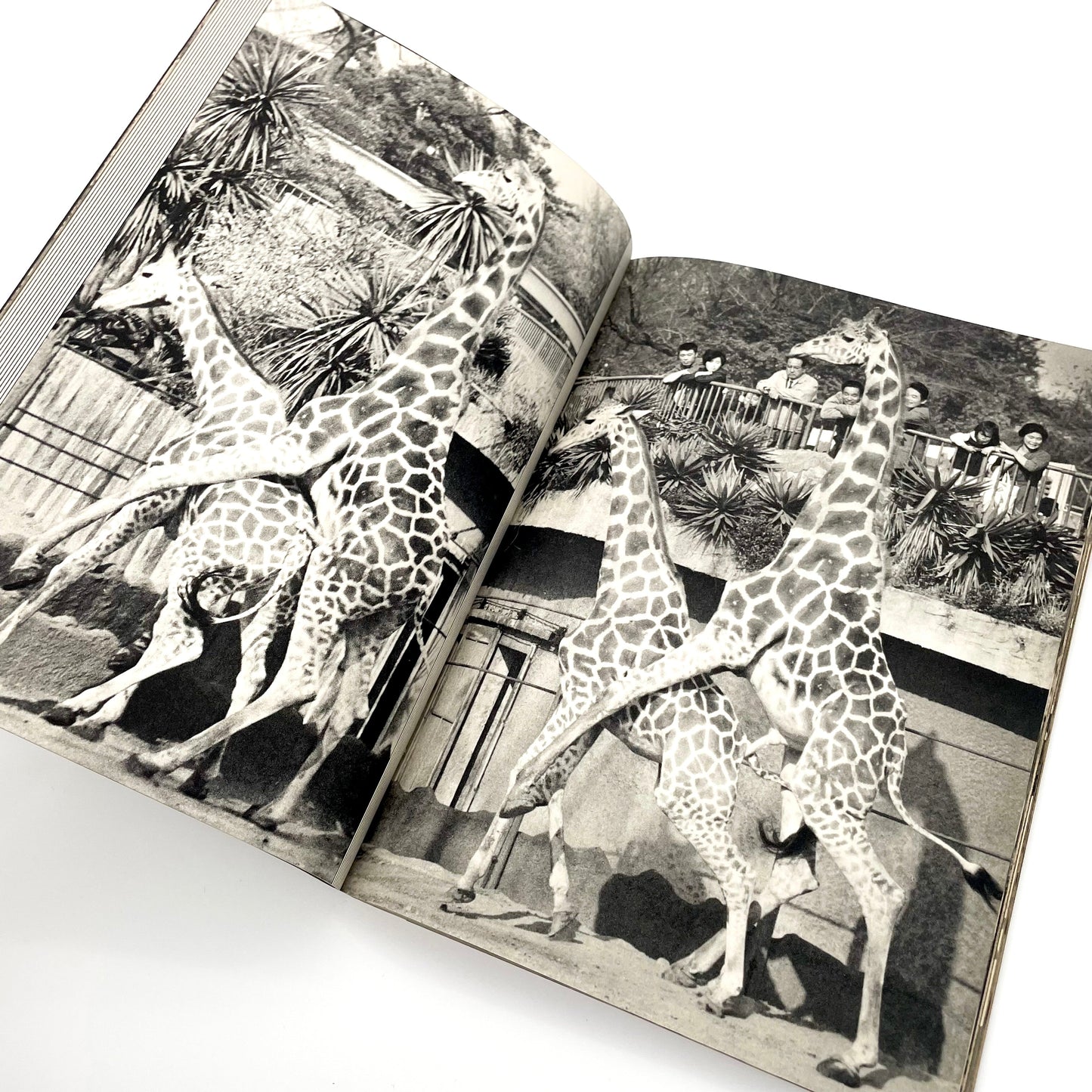 岩合徳光　交尾 ノーベル書房