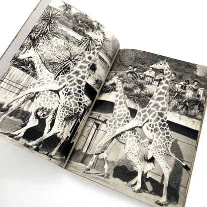 岩合徳光　交尾 ノーベル書房