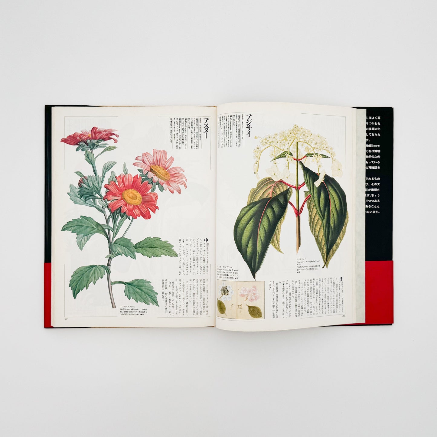 荒俣宏　花の王国１　園芸植物 平凡社