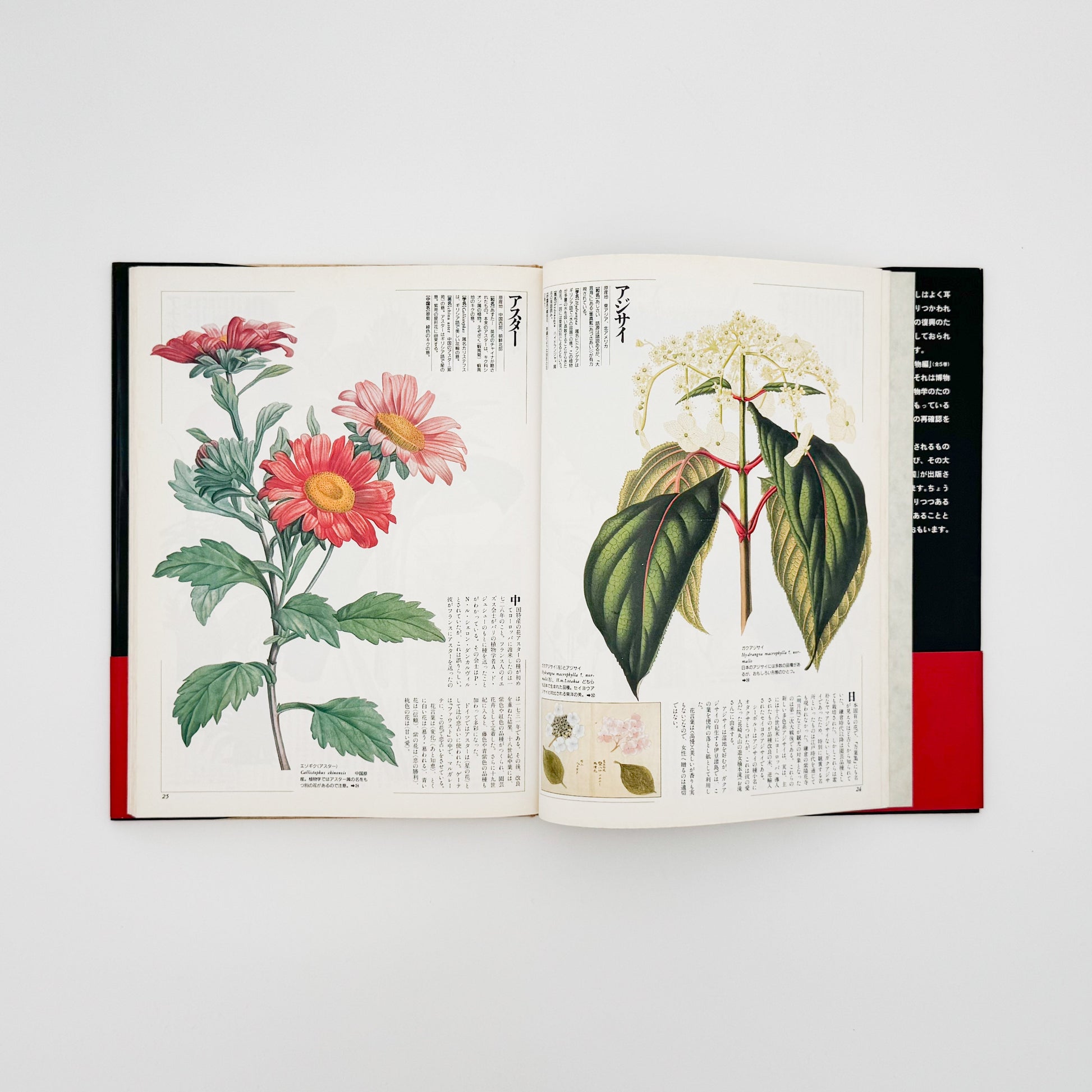 荒俣宏　花の王国１　園芸植物 平凡社