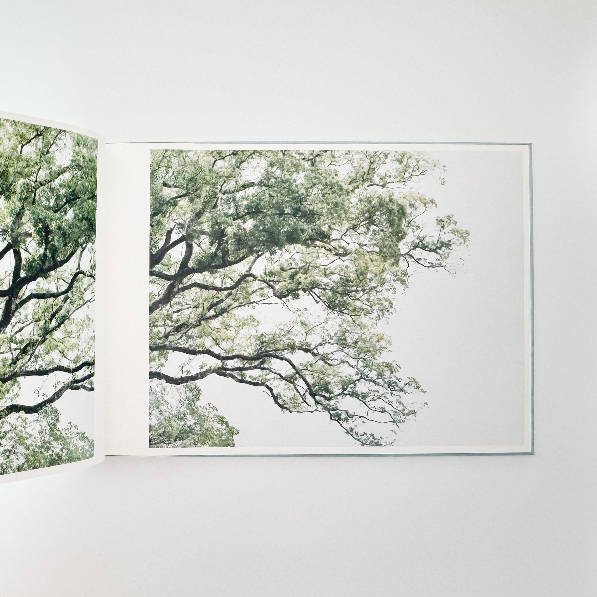 鈴木理策　海と山のあいだ  Between the Sea and the Mountain – Kumano アマナサルト