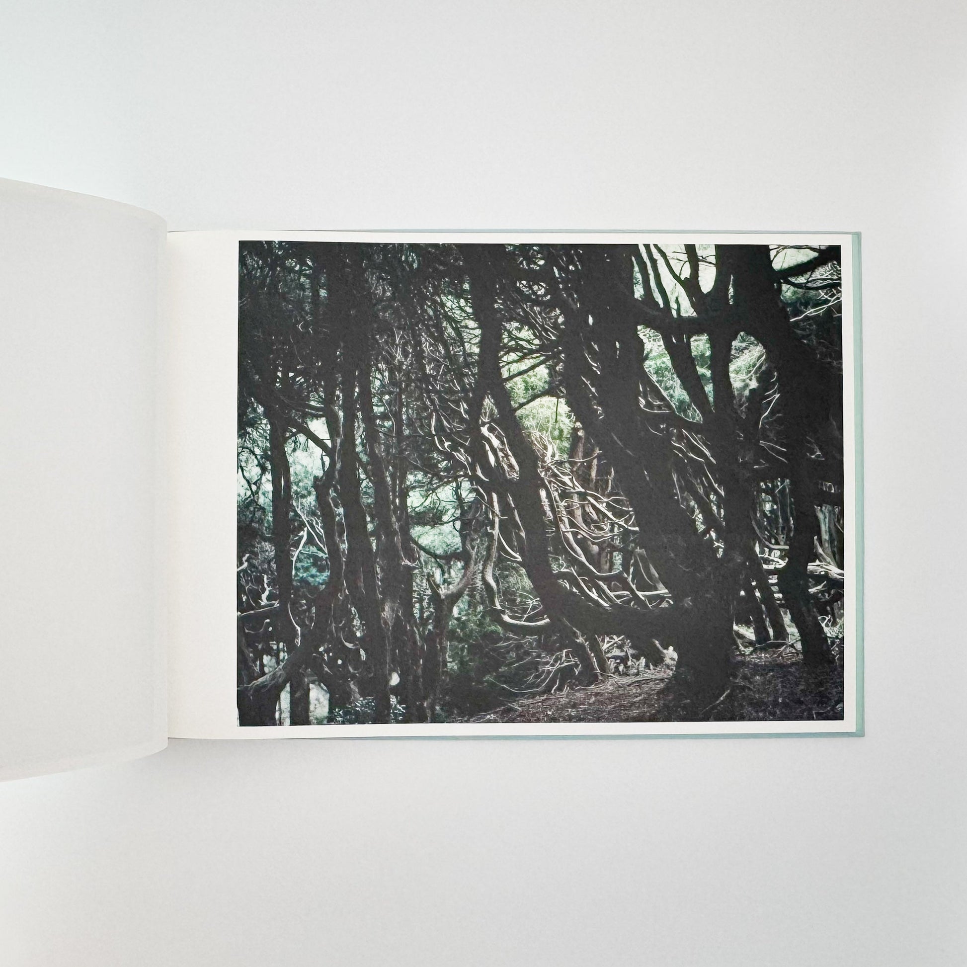 鈴木理策　海と山のあいだ  Between the Sea and the Mountain – Kumano アマナサルト