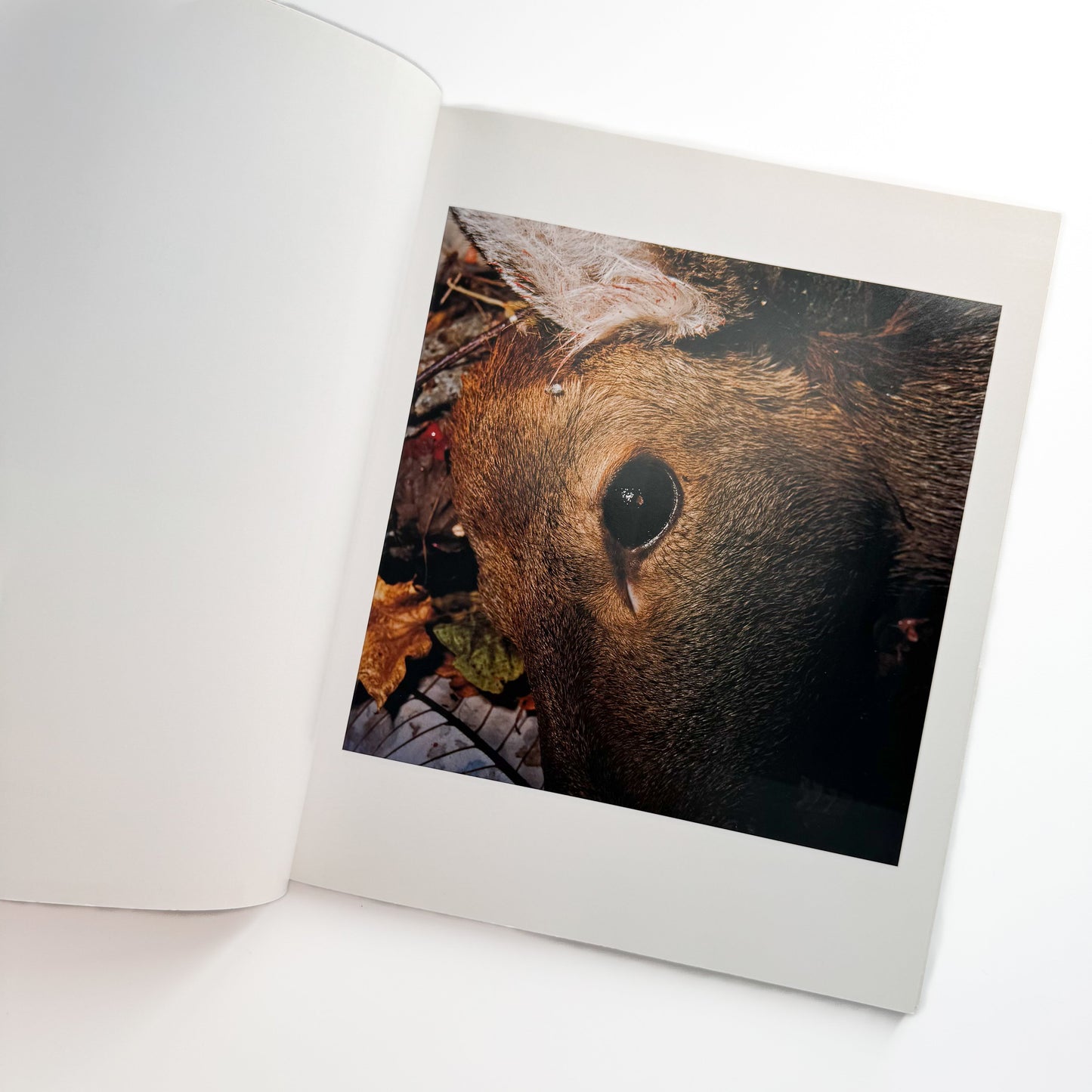 田附勝　東北  Tohoku 2006-2011 リトル・モア