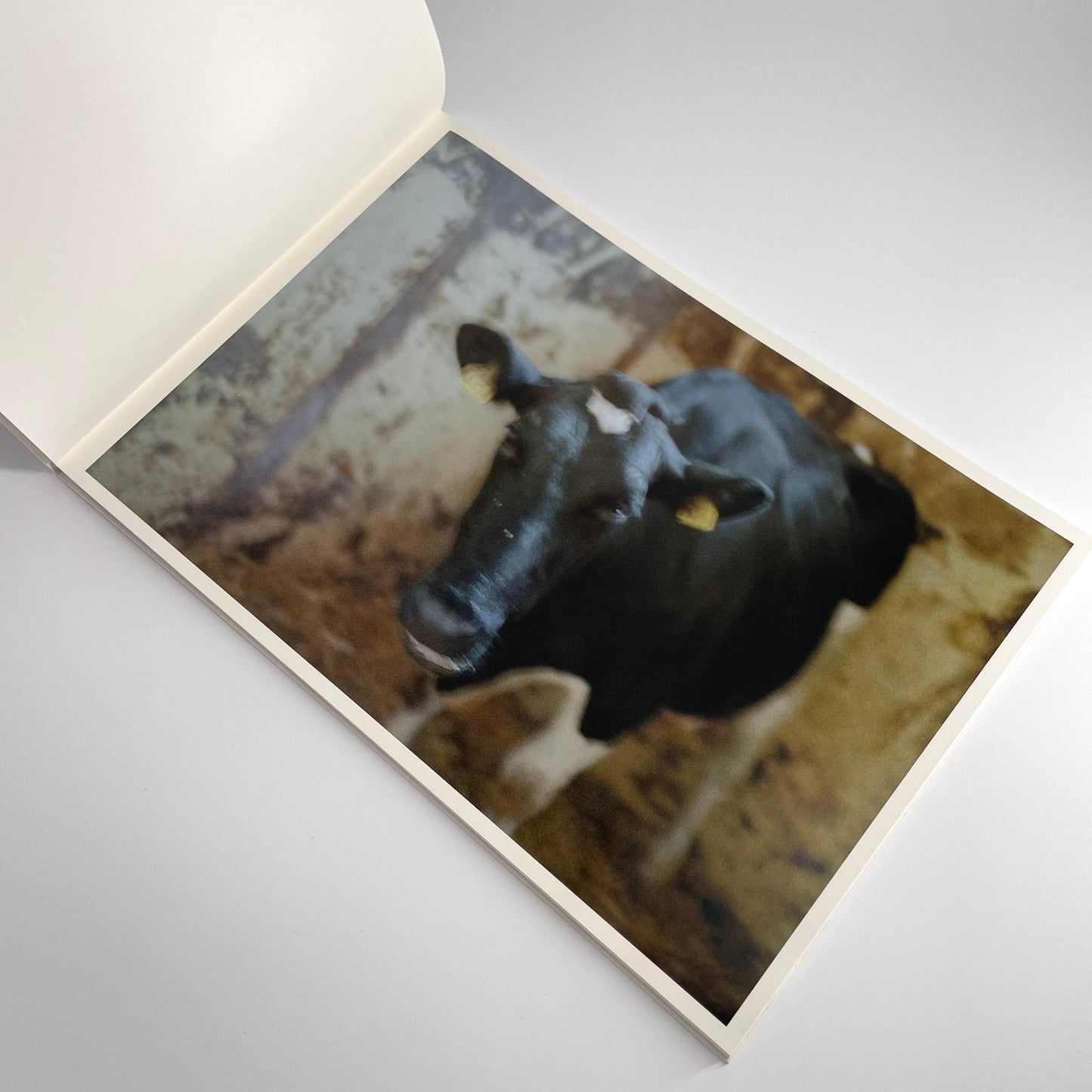 高木こずえ　MID 赤々舎