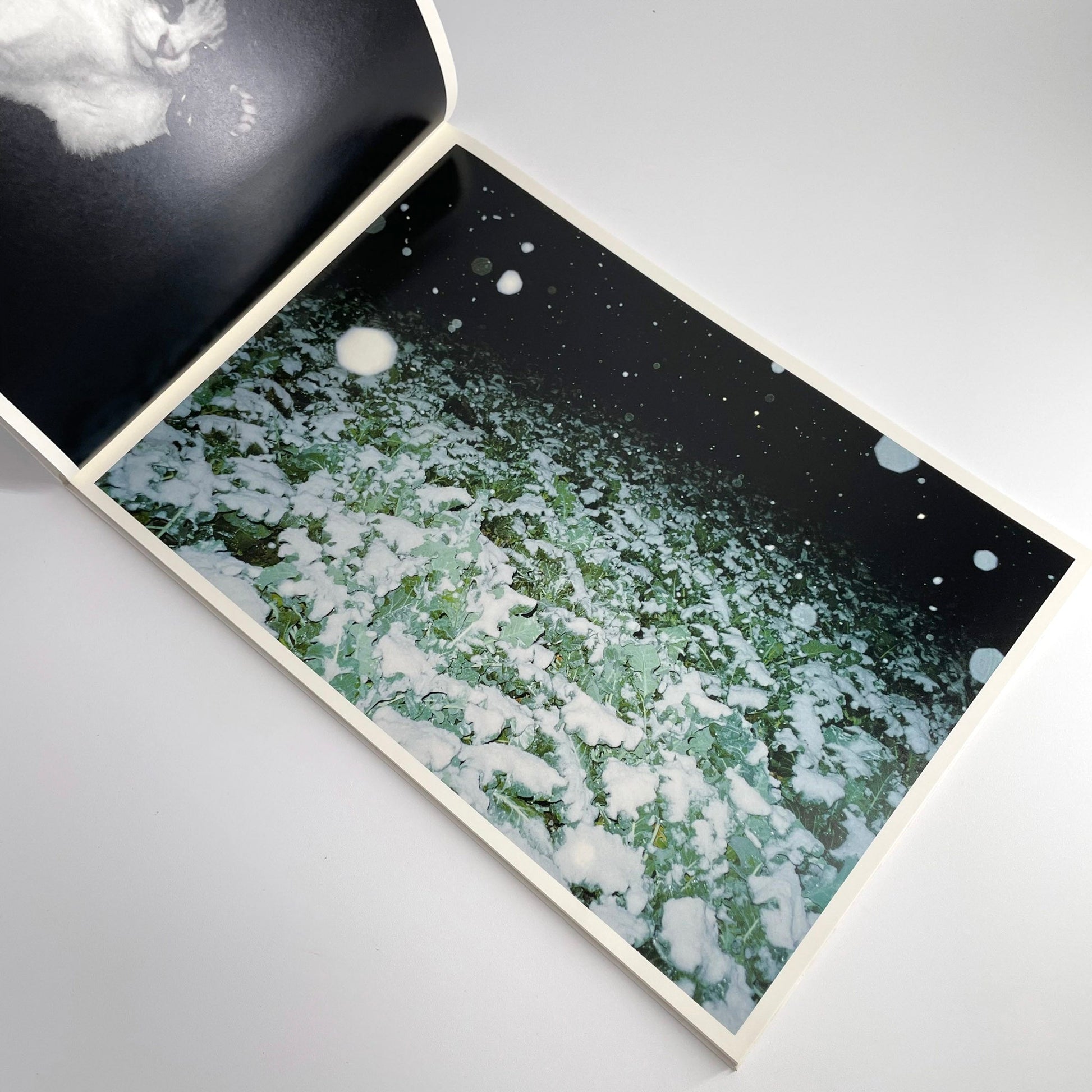 高木こずえ　MID 赤々舎