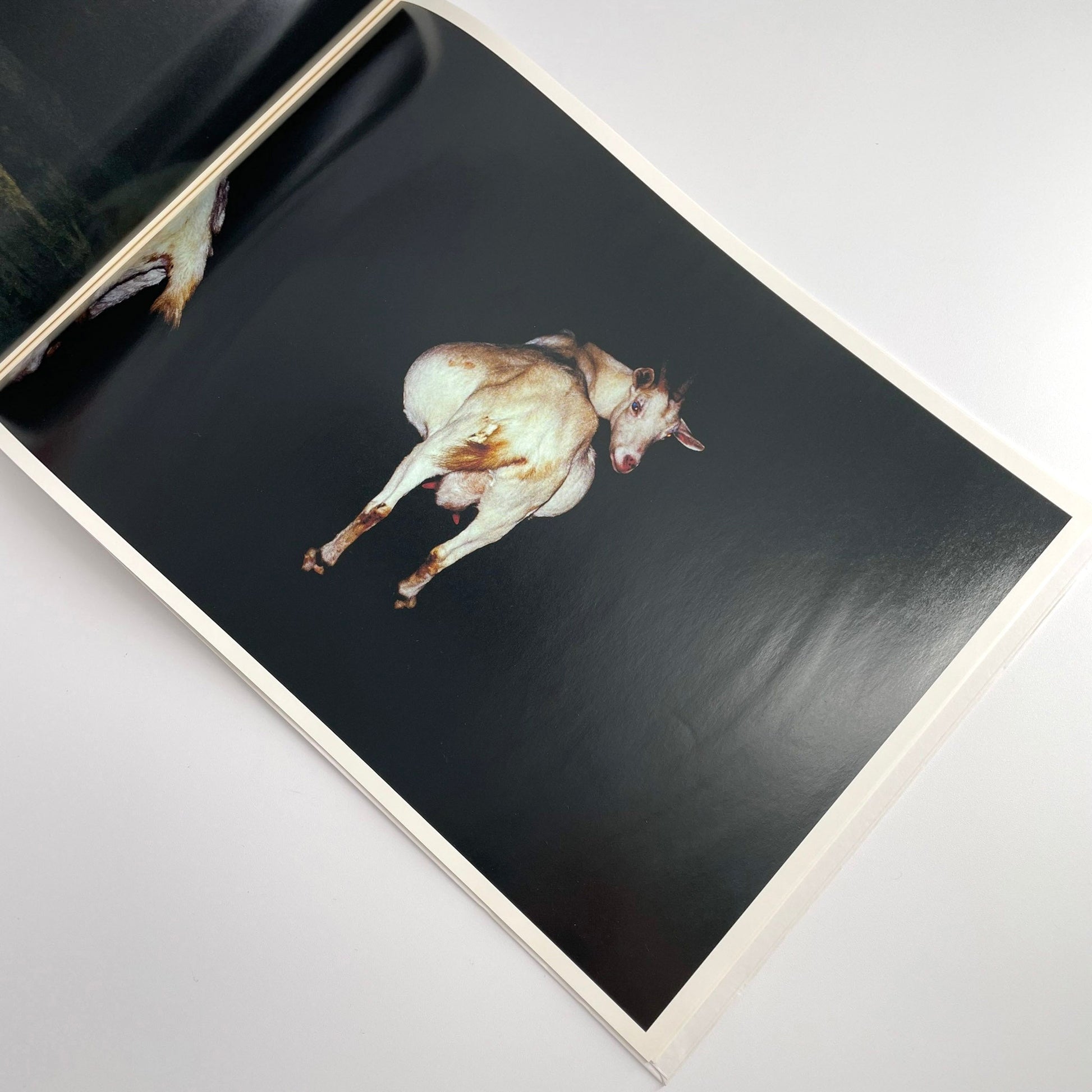 高木こずえ　MID 赤々舎