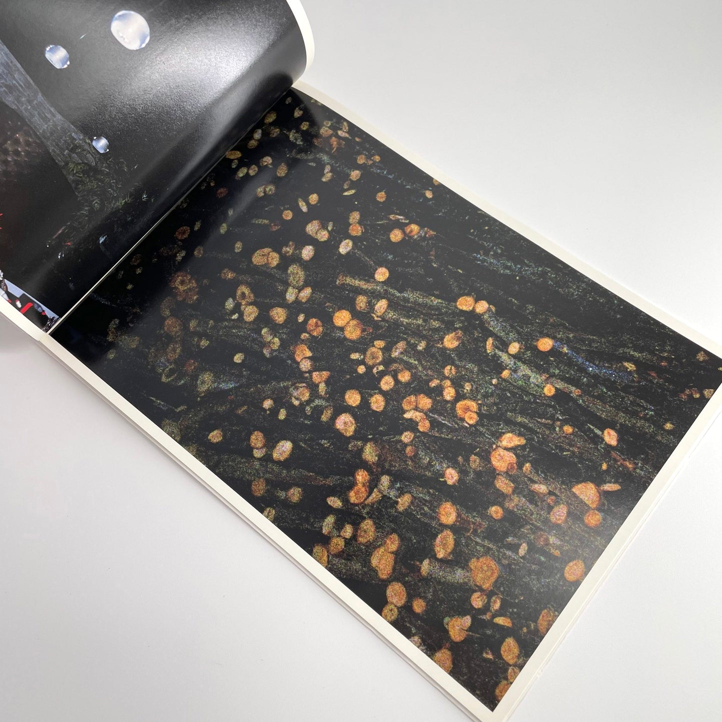 高木こずえ　MID 赤々舎