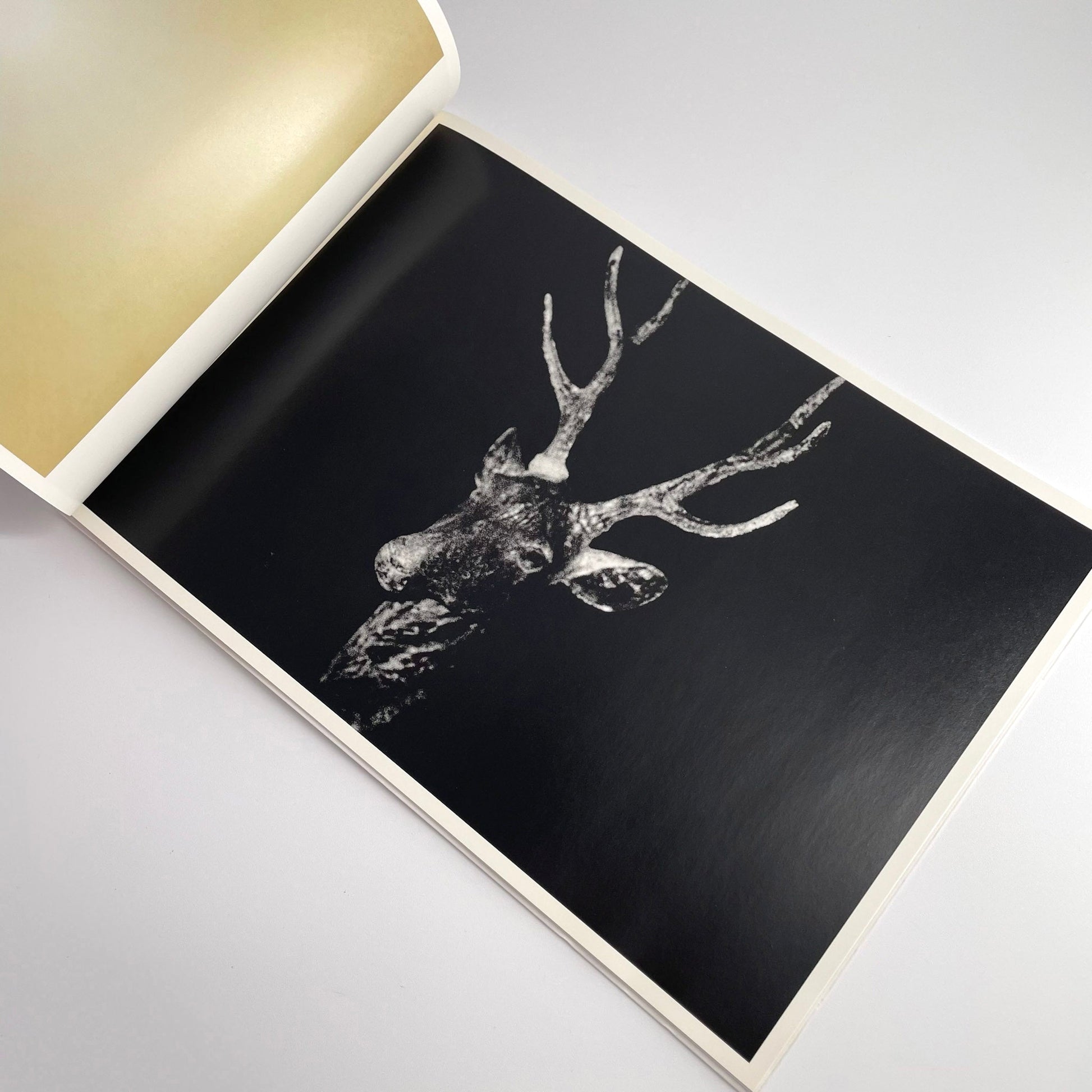 高木こずえ　MID 赤々舎