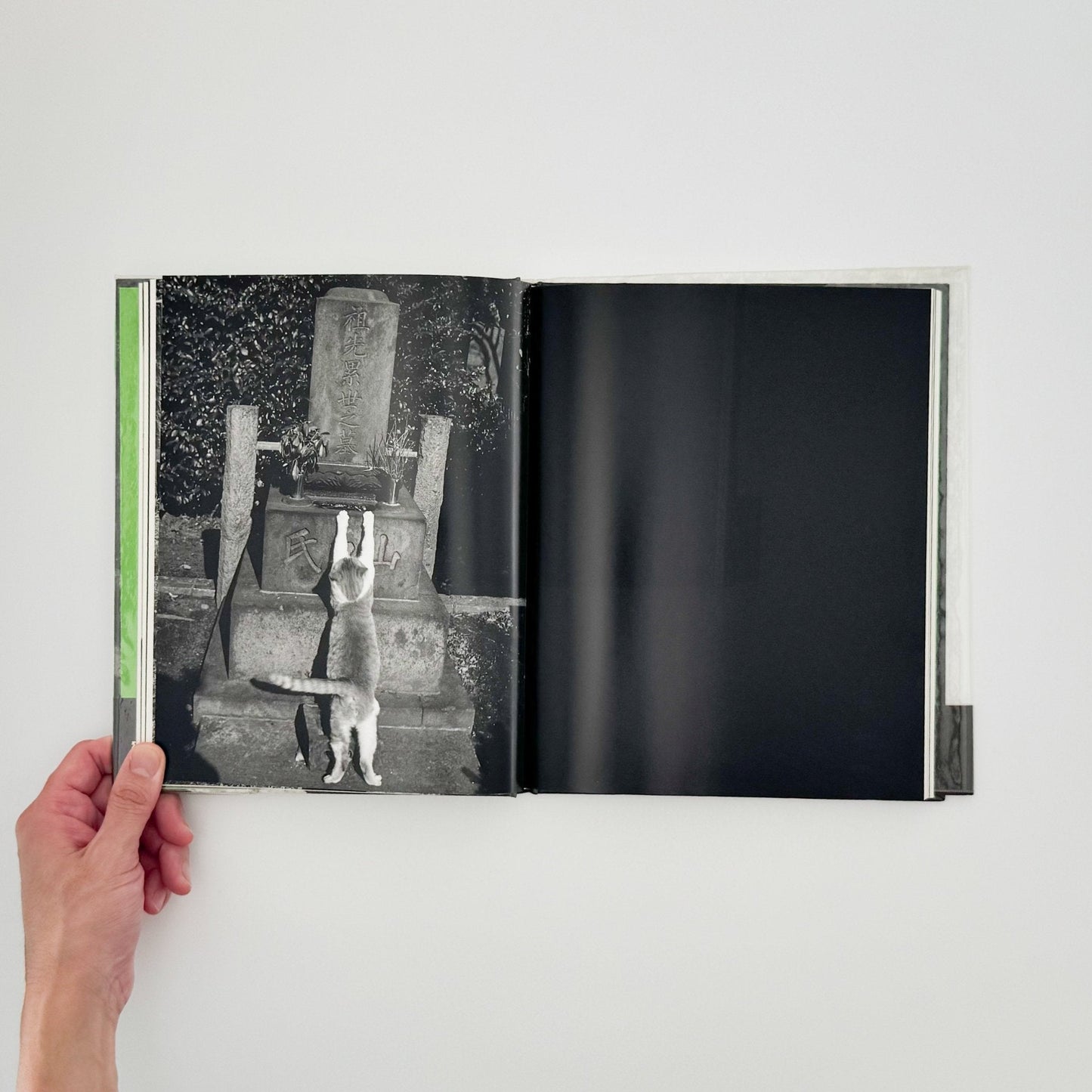 武田花　猫　 - 中央公論社 - 文福