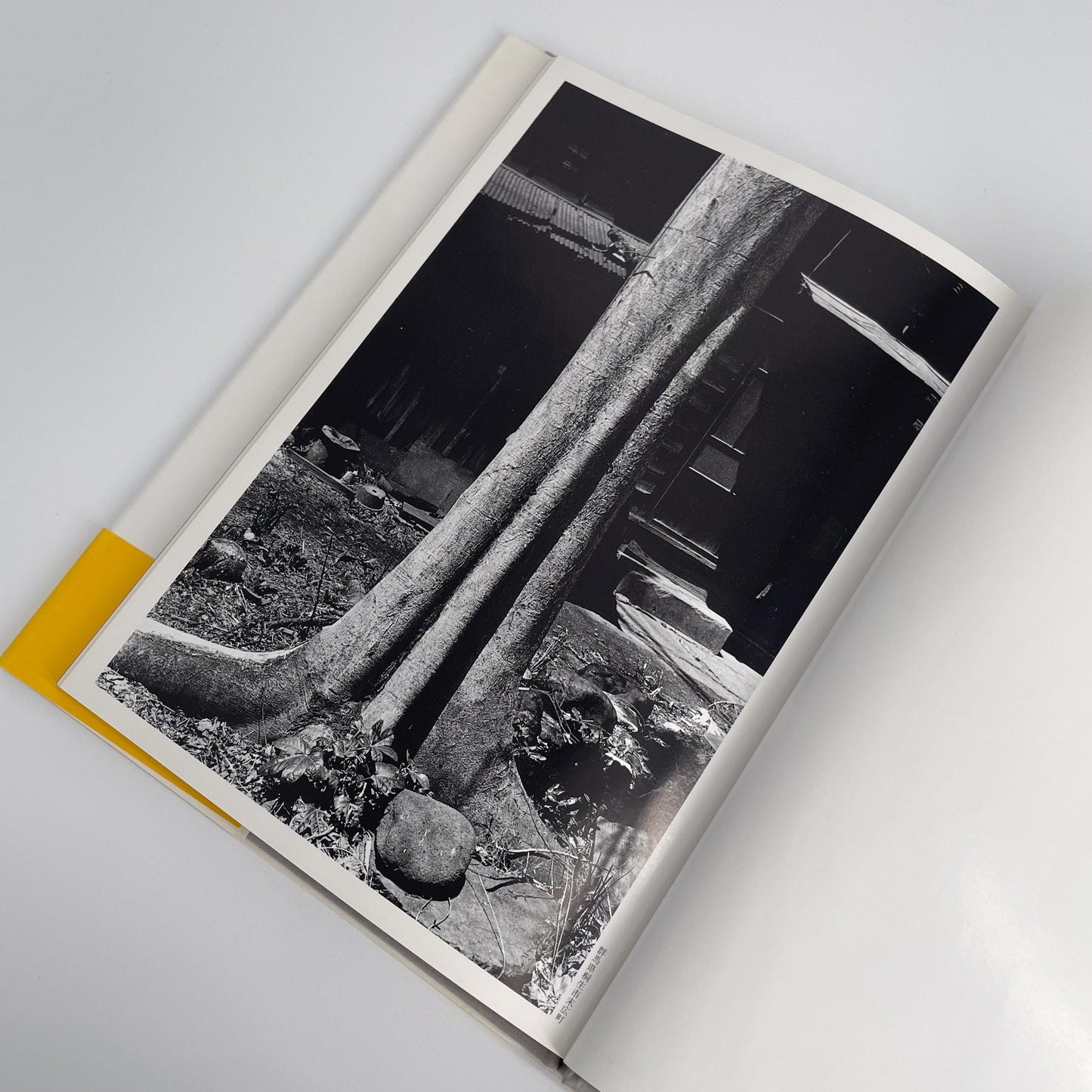 武田花　眠そうな町 アイピーシー