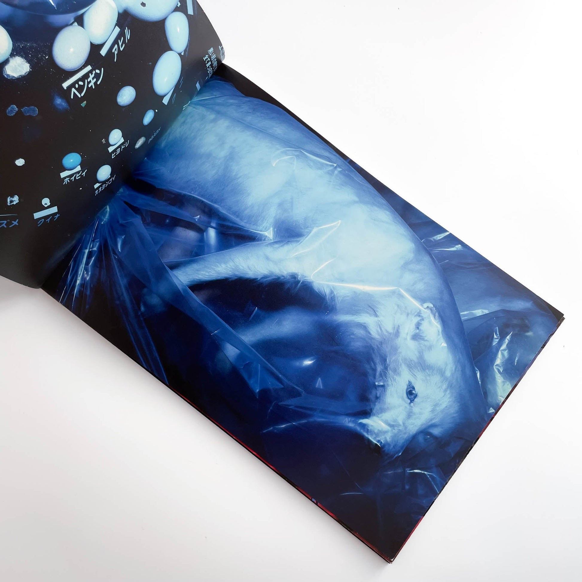 志賀理江子　カナリア　Canary 赤々舎