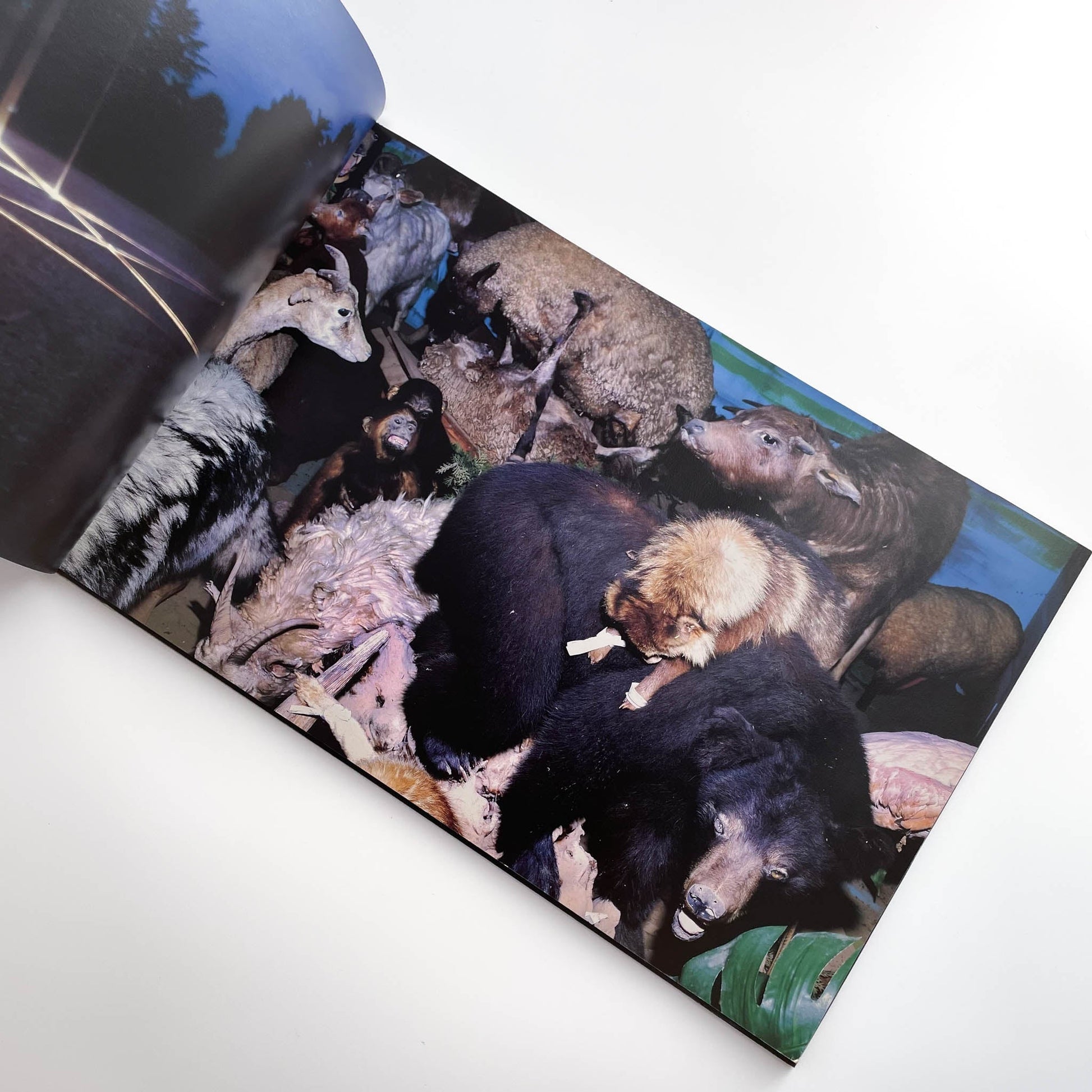 志賀理江子　カナリア　Canary 赤々舎