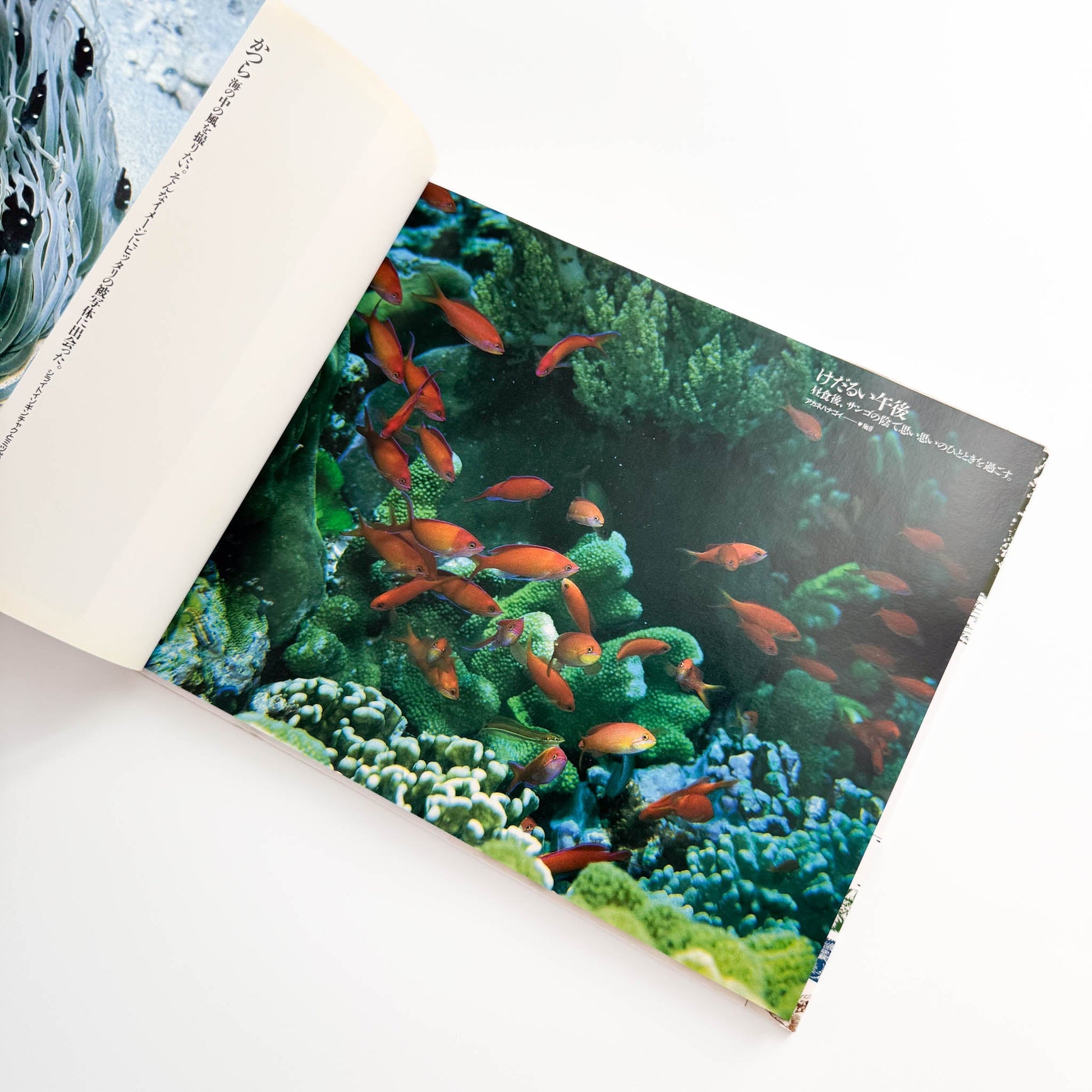 中村征夫　海中顔面博覧会（サイン・イラスト入り） 情報センター出版局