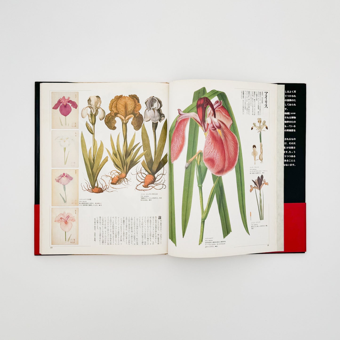 荒俣宏　花の王国１　園芸植物 平凡社