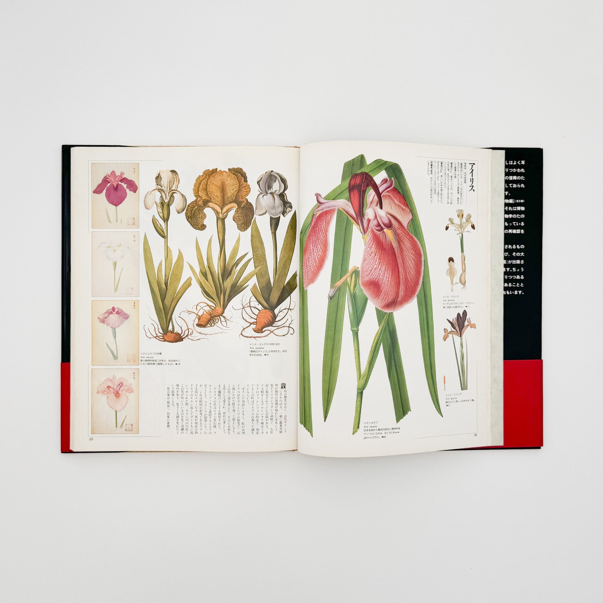 荒俣宏　花の王国１　園芸植物 平凡社