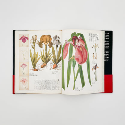 荒俣宏　花の王国１　園芸植物 平凡社